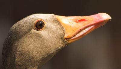 Greylag goose  _DSC8954-01.jpg