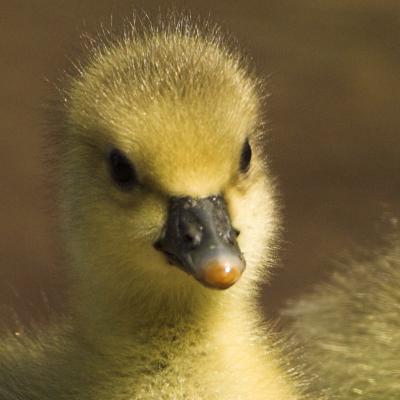 g4/69/388969/3/59356778.Greylaggoose_DSC894601.jpg