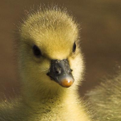 Greylag goose _DSC8946-01.jpg