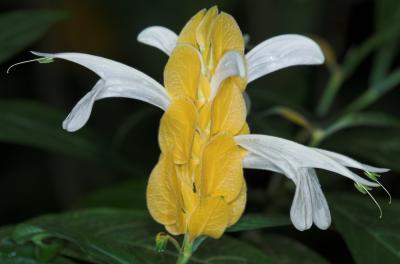 Pachystacys lutea _DSC9108-01.jpg