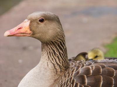 Greylag Goose and Gosling