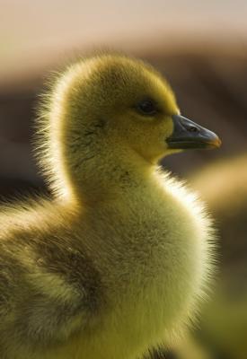 Greylag gosling