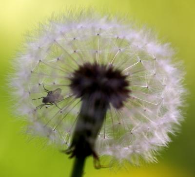 g4/69/388969/3/59577062.Dandelion_DSC006101.jpg