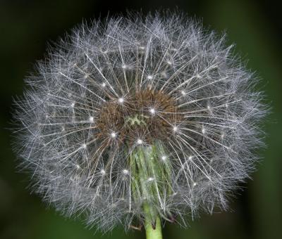 Dandelion seed head