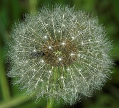 Dandelion with trapped fly