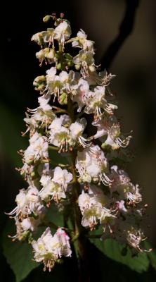 Horse Chestnut Flowers