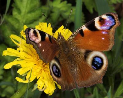 g4/69/388969/3/59622803.PeacockButterfly_DSC843201.jpg