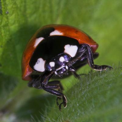 Ladybirds
