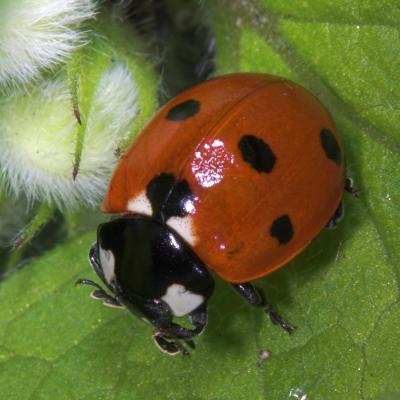 g4/69/388969/3/59622858.Ladybird_DSC839801.jpg