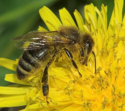 Bee on Dandelion