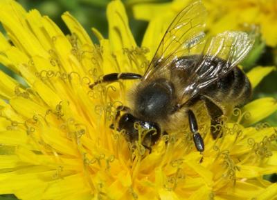 g4/69/388969/3/59653504.BeeonDandelion_DSC008401.jpg