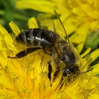Bee on Dandelion
