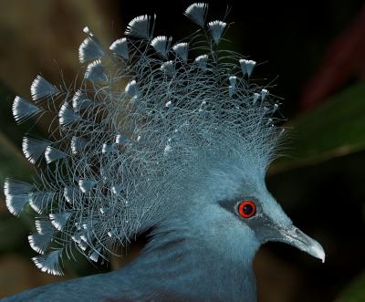 Victoria Crowned Pigeon _DSC0331-01.jpg