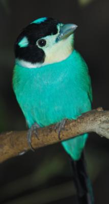 g4/69/388969/3/59678977.LongtailedBroadbill_DSC031201.jpg