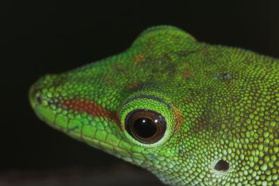 Madagascan Giant Day Gecko