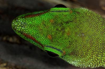 Phelsuma madagascariensis grandis_DSC0069-02.jpg