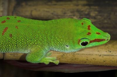 Phelsuma madagascariensis grandis_DSC0070-02.jpg