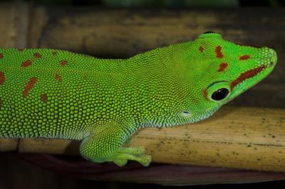 Phelsuma madagascariensis grandis_DSC0072-02.jpg