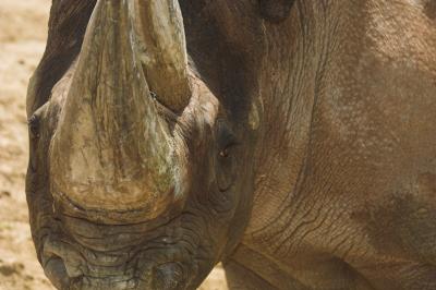 Rhinoceros _DSC0048-02.jpg