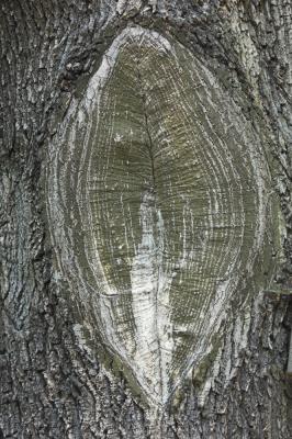 Tree scar _DSC9404-01.jpg