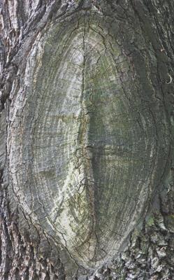 Tree scar _DSC9406-01.jpg