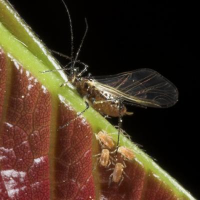 Aphid mother and babies _DSC9619-02.jpg