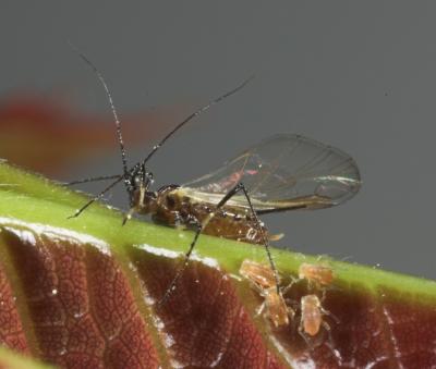 Aphid mother and babies _DSC9620-02.jpg