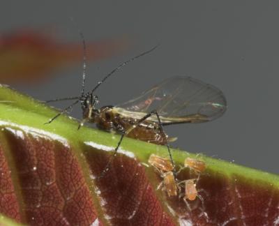 Aphid mother and babies _DSC9621-02.jpg