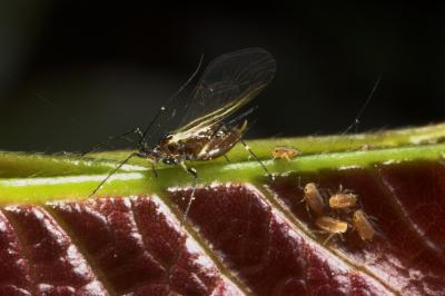 Aphid mother and babies day 2