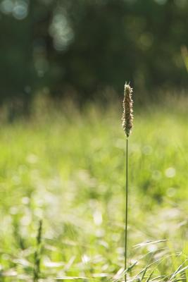 Grass seed head DSC_0036-01.jpg