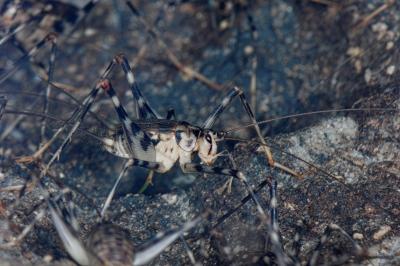 Cave Cricket