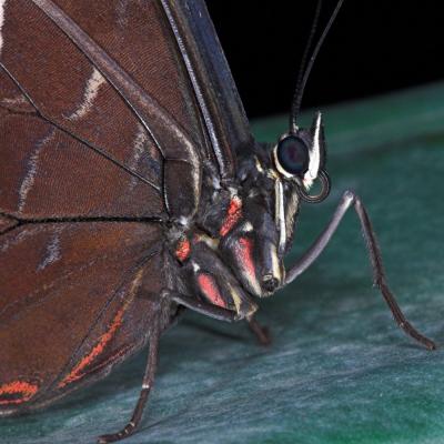 Butterfly _DSC8521-01.jpg