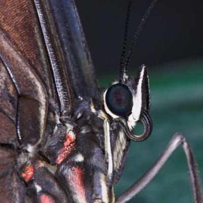 Butterfly _DSC8522-01.jpg