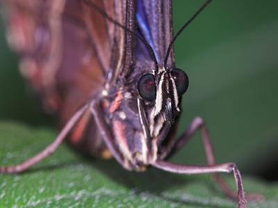 Butterfly _DSC8655-03.jpg