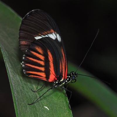Butterfly _DSC8657-01.jpg