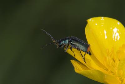 Bug on Buttercup DSC_0128-01.jpg
