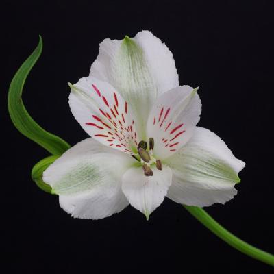 g4/69/388969/3/60226539.Anthurium_DSC998601.jpg