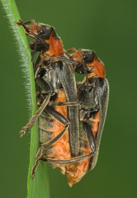 g4/69/388969/3/60370488.Matingbugs_DSC0108sRGBcleaned01.jpg