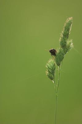 Bug on Grass