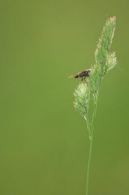 Bug on Grass