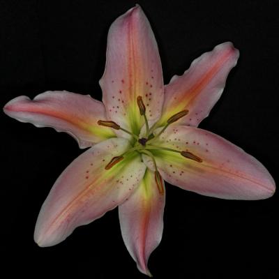 Symmetrical Lily