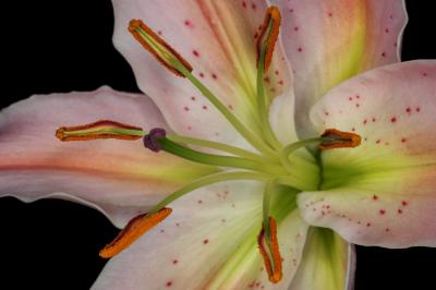 Lily _DSC0365 sRGB-01.jpg