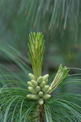 Pine Tree