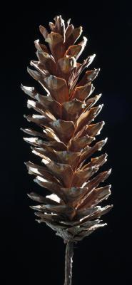 g4/69/388969/3/60479707.Pinecone_DSC0287sRGB01.jpg