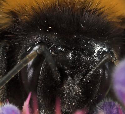 Bumble Bee