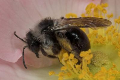Bee _DSC0512 sRGB-01.jpg
