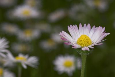 Daisies