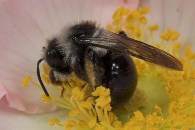 Bee _DSC0511 sRGB-01.jpg