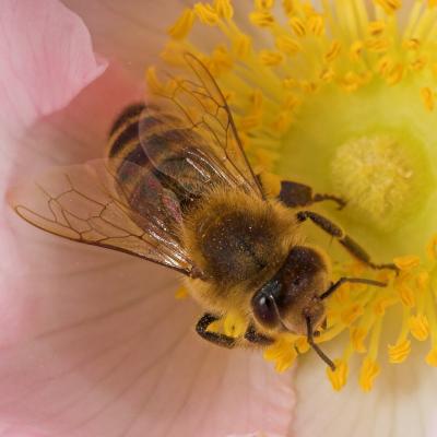 Bee _DSC0527 sRGB-01.jpg