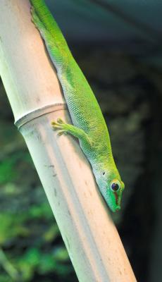 Madagascan Giant Day Gecko _DSC0031 sRGB-01.jpg